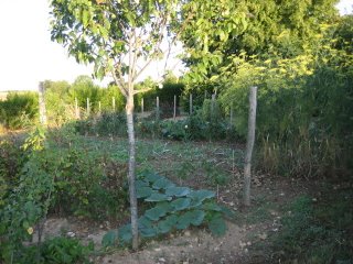 Le potager: cuisiner bio